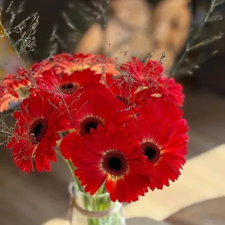 Eekhoorn, Met Barrelsauna